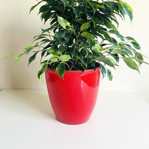 Macetero de Ceramica - Mediano - Rojo