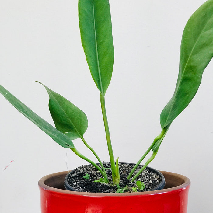 anthurium coriaceum image00011_700x700_crop_center.jpg?v=1599712542